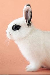 《WWE2K22》封面遭曝光 游戏将在今年3月发布